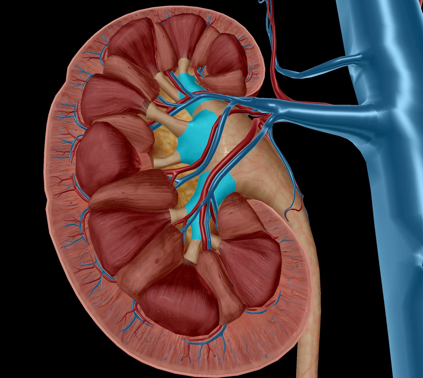 investigating-renal-anatomy-with-human-anatomy-atlas-2020